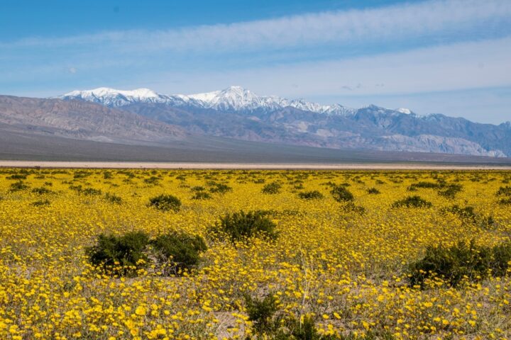 Ilyen is volt: virágba borult a világ legszárazabb területe, a Death Valley